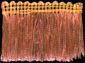 Metallic Copper Brush Fringe #R245